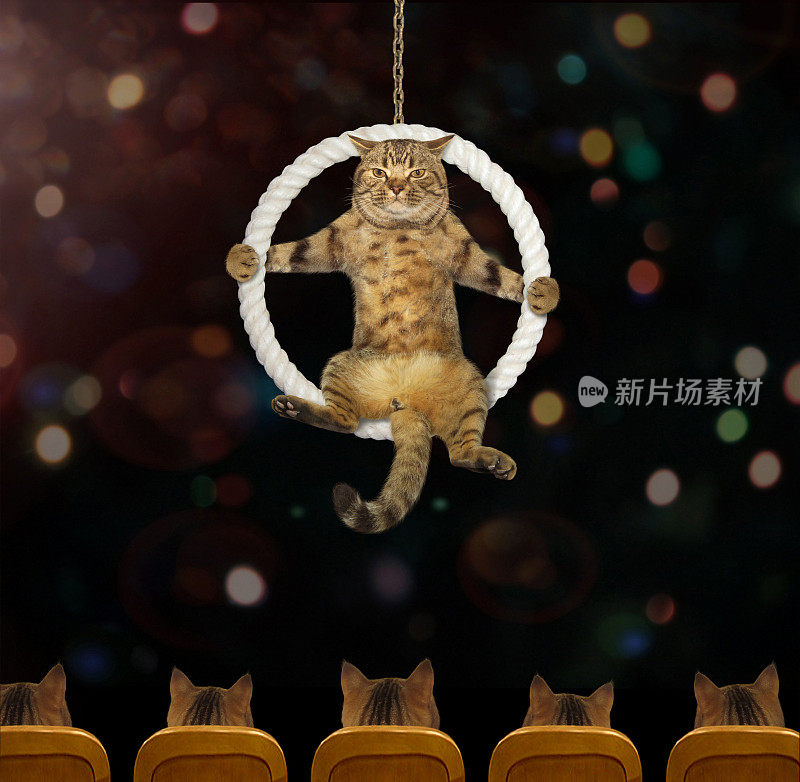 猫acrobat 4
